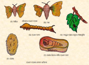 ରେଶମ.png