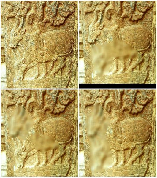 File:Cow1.jpg